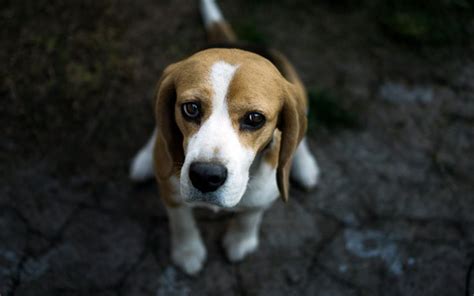 ダウンロード画像 ビーグル 犬 ペット かわいい動物たち フリー のピクチャを無料デスクトップの壁紙