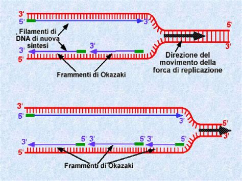 Il DNA Struttura Funzione E Replicazione PPT