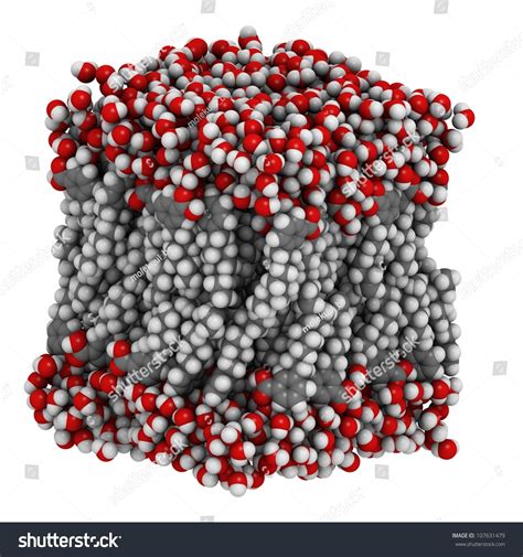 Lipid Bilayer Cell Membrane Model Chemical Stock Illustration 107631479 - Shutterstock