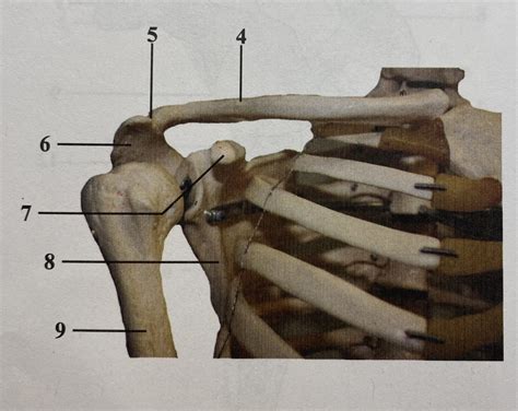 Pectoral Girdle Diagram Quizlet