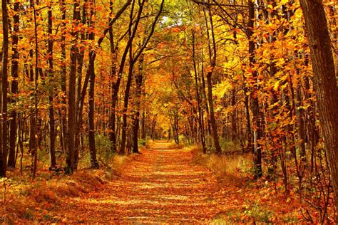 I Luoghi Migliori Dove Ammirare Il Foliage In Italia