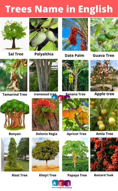 List Of Tree Names Vocabulary Point 48 OFF