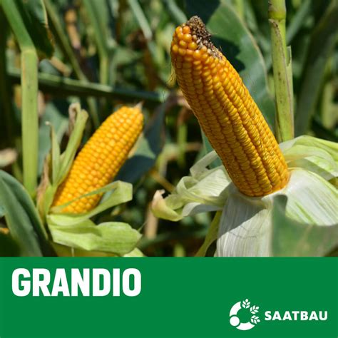 Kukuruz Saatbau L Grandio Mk Agronom