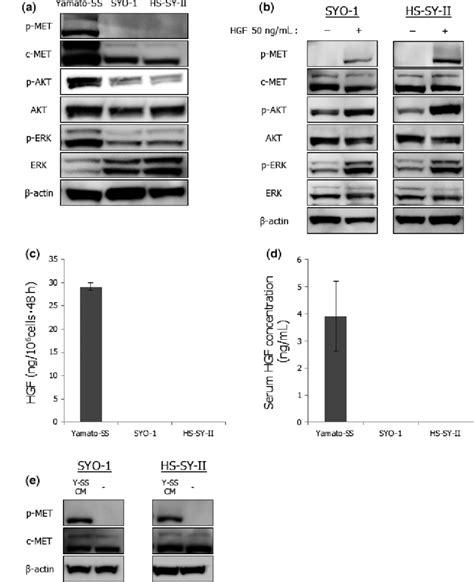 Autocrine Hepatocyte Growth Factor HGF Stimulation Activates C MET