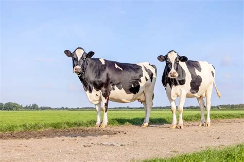 Holstein Friesian Cattle: Guide, Info & Facts