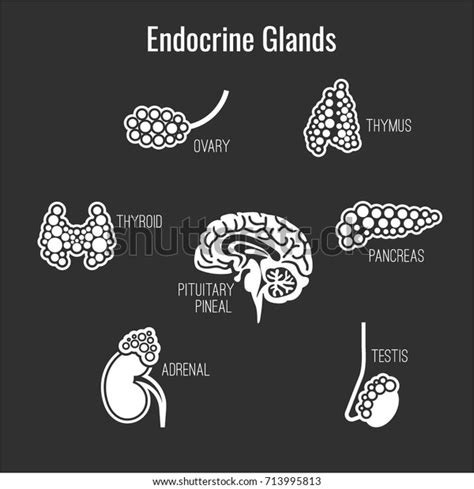 Human Anatomy Icons Set Endocrine System Stock Vector Royalty Free