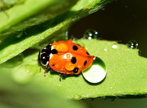 Ladybug Insects On Green Leaf Free Image Download