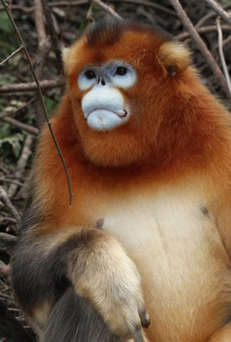 Golden Snub Nosed Monkey Rhinopithecus Roxellana Flickr