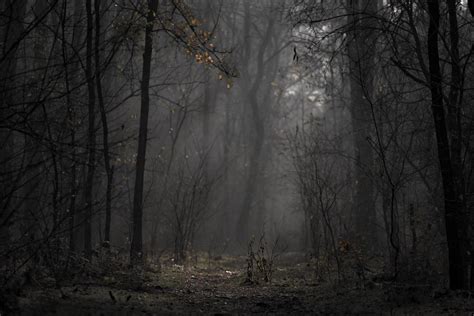 Dark Forest Stock Photos, Images and Backgrounds for Free Download