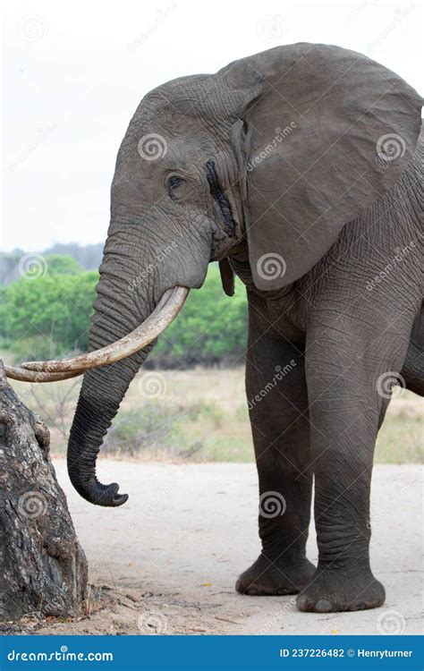 Male African Elephant Bull In Musth In Kruger National Park In South