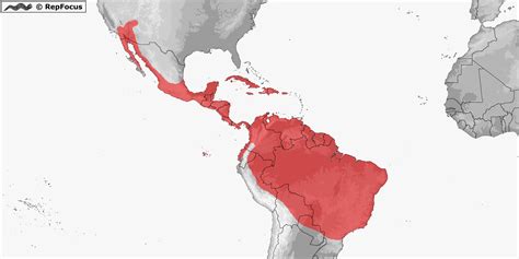 Iguanidae Greater Iguanas Distribution RepFocus