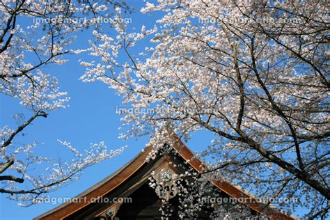 春の三井寺 桜と金堂 滋賀県大津市の写真素材 184780650 イメージマート