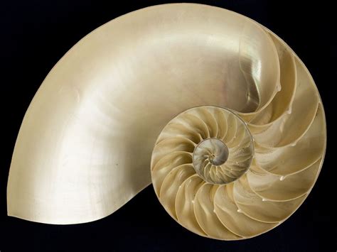 Nature S Logarithmic Spiral The Nautilus Shell With Images