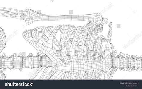 Human Skeleton Vector Rendering 3d Wireframe Stock Vector (Royalty Free) 2039194484 | Shutterstock