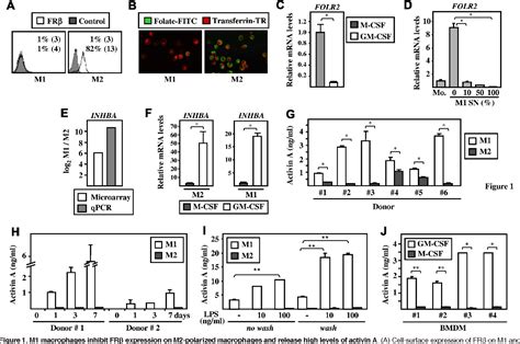 Figure 1 From Activin A Skews Macrophage Polarization By Promoting A