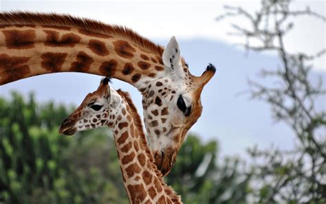 Evidence That Giraffes Are a Highly Socially Complex Species – As ...