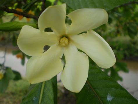 Bunga Cempaka Hutan Gardenia Carinata Rubiaceae Photo Ta Flickr