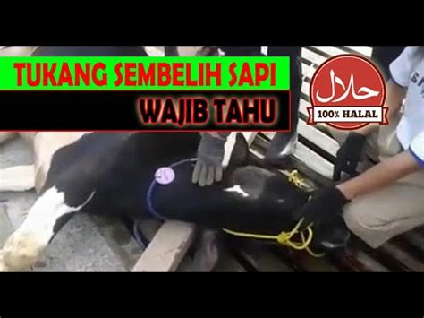 Teknik Sembelih Sapi Paling CEPAT Dan TEPAT Pasti Syar I Edisi