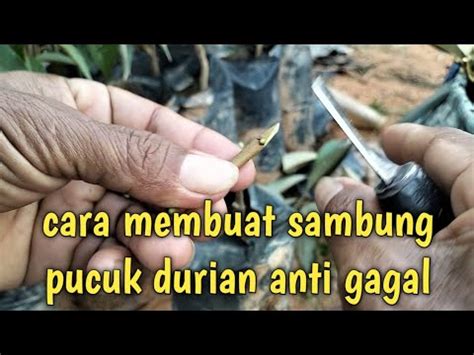 Ini Cara Membuat Sambung Pucuk Durian Yang Mudah Berhasil YouTube