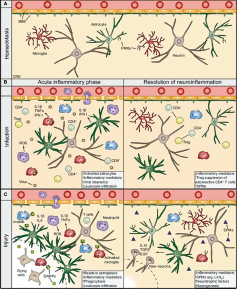 Neurorepair And Regeneration Of The Brain A Decade Of Bioscaffolds And Engineered Microtissue