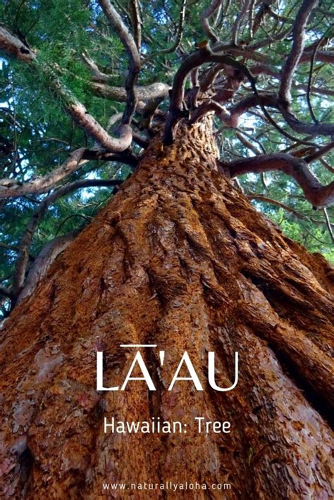 5 Easy Hawaiian Nature Words To Know Before You Go Naturally Aloha