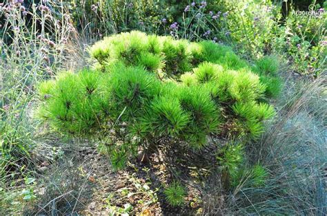 Pinus Nigra Bambino Črni Bor Bambino Arboretum