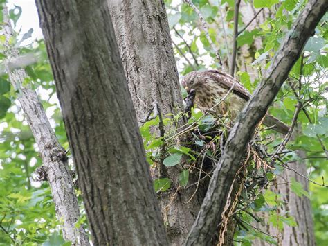 Red-Shouldered Hawk Nesting: A Complete Guide | Birdfact