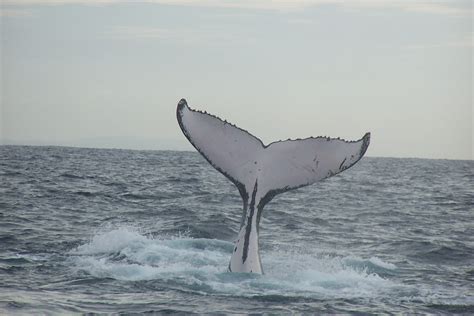 Whales Around Iceland Archives Nat