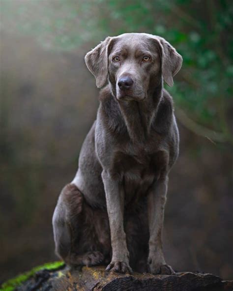 13 Labrador Retriever Colors & Patterns (With Pictures!)