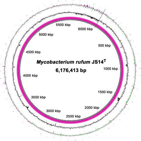 A Graphical Circular Map Of The M Rufum JS14T Genome The Circular Map