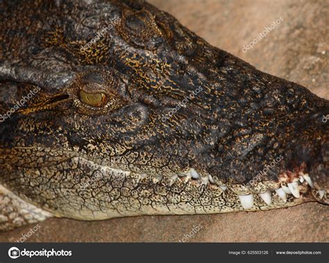 Leistenkrokodil Cocodrilo Agua Salada Crocodylus Porosus Fotograf A De