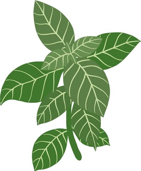 Basil Leaf Png