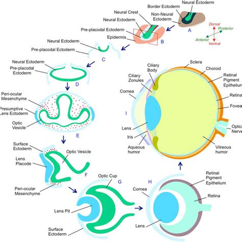 Pdf Rna Binding Proteins In Eye Development And Disease Implication Of Conserved Rna Granule