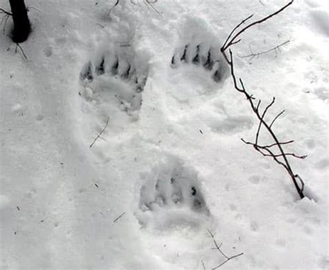 Traces D Animaux Dans La Neige Aventures Nouvelle France