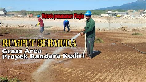 Mengenal Lebih Dekat Rumput Bermuda Grass Area Runway Bandara Kediri