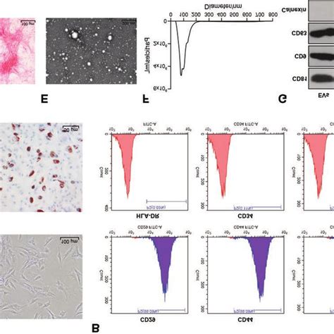 Identification Of Bmscs And Evs The Bmscs Obtained From Atcc Were