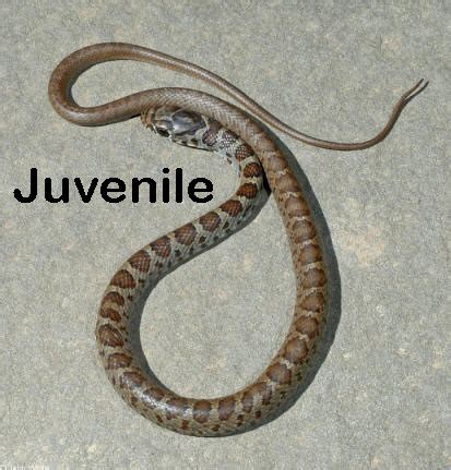 Brown Baby Snake Identification