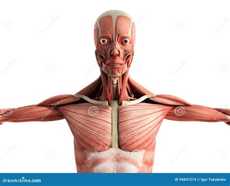 Human Muscle Anatomy 3d Render On White Front Stock Illustration