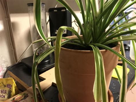 Is There A Reason To Why My Spider Plants Leaves Fold Down R Plantclinic