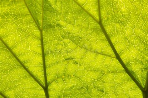 Toma De Enfoque Macro De Una Hoja Verde De Ruibarbo Con Venas Foto De