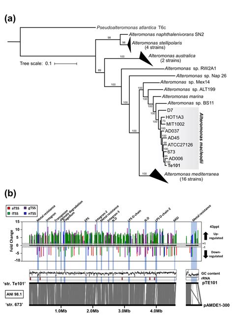 A Phylogenetic Relationships Between Alteromonas Te101 And Other