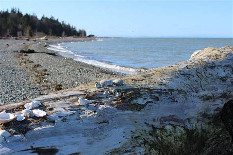 A Windy Winter Day At A Pacific Northwest Beach With A Big Driftwood