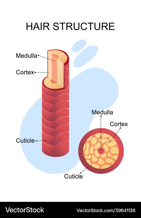 Human hair structure educational poster Royalty Free Vector