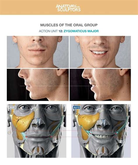 Épinglé par Gao sur 原画 Chirurgie Anatomie