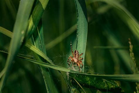 Macro Photography of Brown Spider on Web · Free Stock Photo