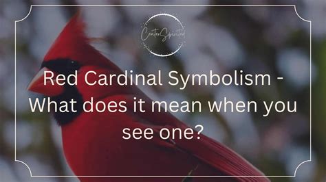 Red Cardinal Symbolism - What does it mean when you see one?