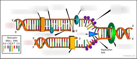 Dna Replication Fork Diagram Quizlet