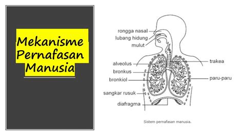 Nota Ringkas Sains Tingkatan 3 Bab 1 Elysonnfriedmen