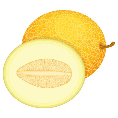 Fresh Whole And Half Melon Fruit Isolated On White Background Honeydew