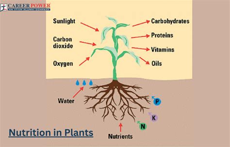 Nutrition In Plants